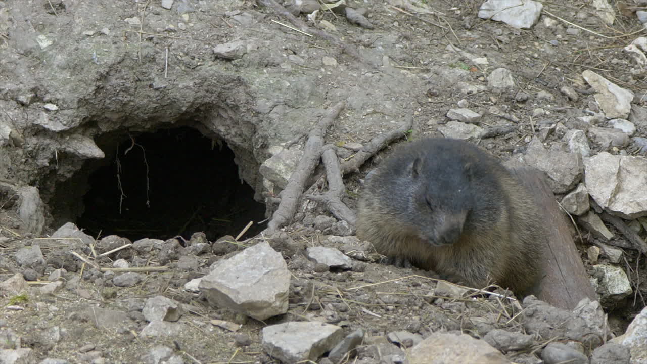 primer plano: linda marmota comiendo bocadillos al aire libre frente a la cueva de su propia casa en el desierto - prores 422 hq shot