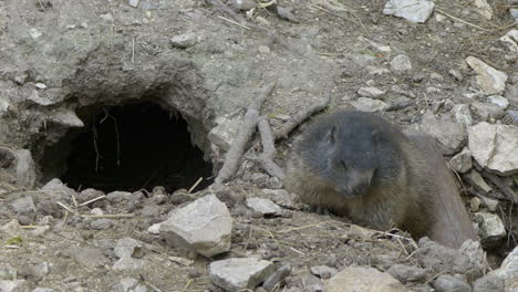 close up: cute groundhog eating snack outdoors in front of own home cave in wilderness - prores 422 hq shot