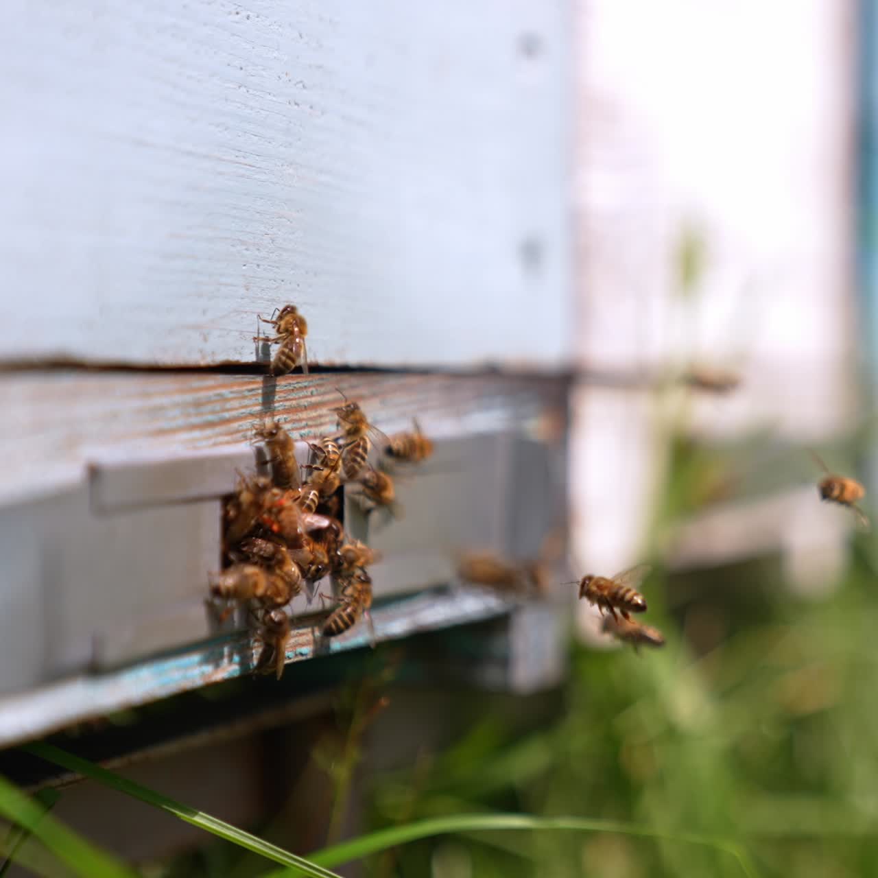 Bees coming back home carrying pollen to their cells. Insects crowding at the entering to the hive. Close up. Blurred backdrop