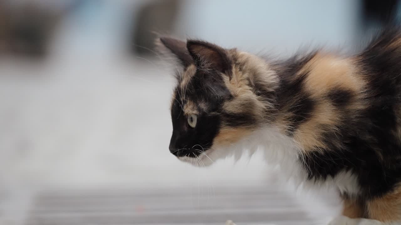 Young Calico Cat With Three Colors Of Fur Outside The Street. Slow Motion Shot