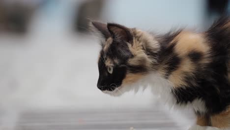 young calico cat with three colors of fur outside the street. slow motion shot