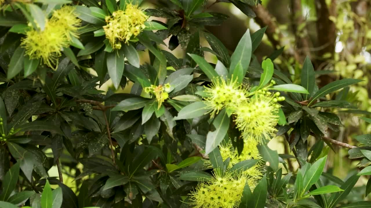 Golden Penda flowers gently sway in a lush, sunlit environment, showcasing vibrant yellow blooms against green foliage