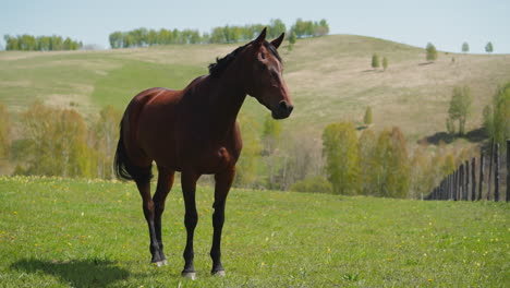 hermoso caballo de bahía sacude larga cola negra de pie en el campo