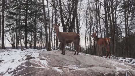 Hembra-De-Venado-De-Cola-Blanca-Sobre-Rocas-Durante-El-Invierno-En-Quebec,-Canadá