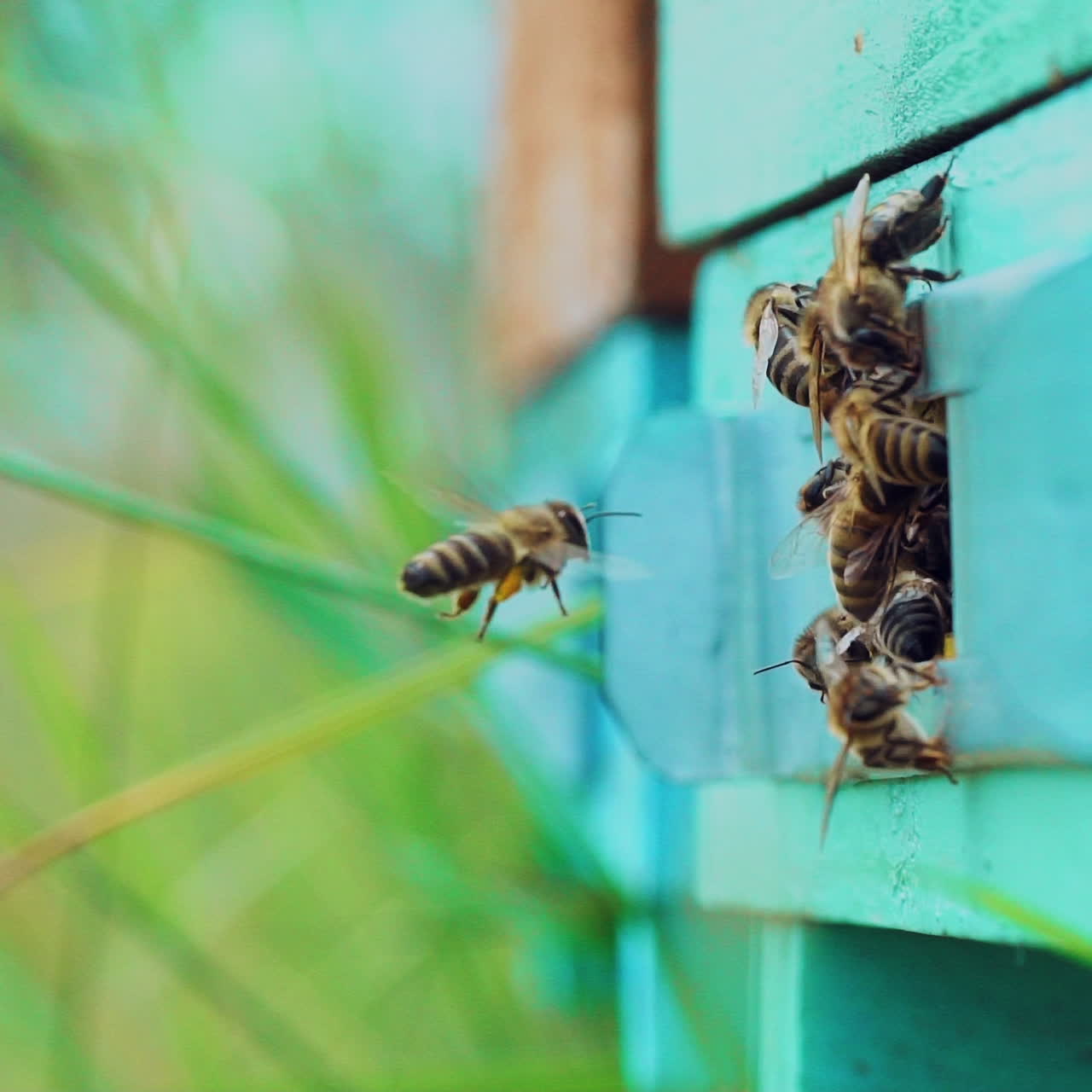 Slow shot of working bees near the entrance of a wooden hive doorway. Blue beehive and busy insects crawling in and out of it in summer. Macro shot
