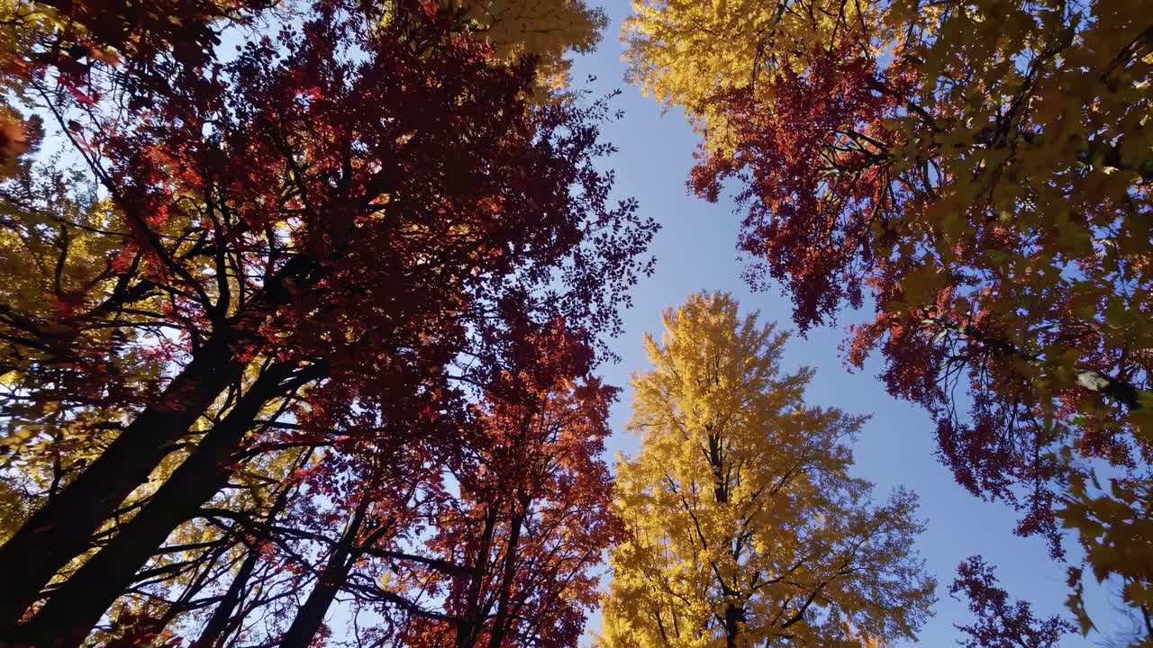 Upward camera angle captures vibrant autumn leaves against a clear sky, creating a serene, immersive