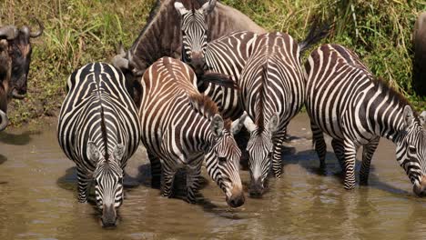 Zebras-Drinking-Water-In-A-Stream-In-Masai-Mara,-Kenya---Close-Up
