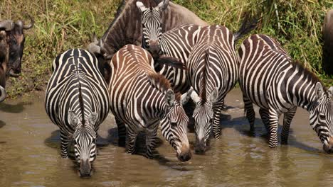 cebras bebiendo agua en un arroyo en masai mara, kenya - de cerca