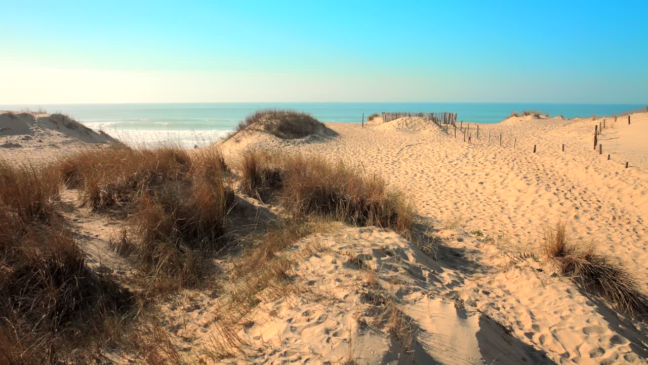 disparo de cerca de la hierba que crece en las dunas de arena con las olas del mar a lo largo de la costa en el fondo en un día soleado brillante