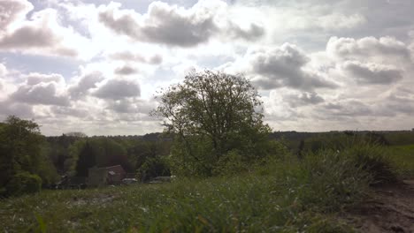 time lapse of lonely tree growing in summer field
