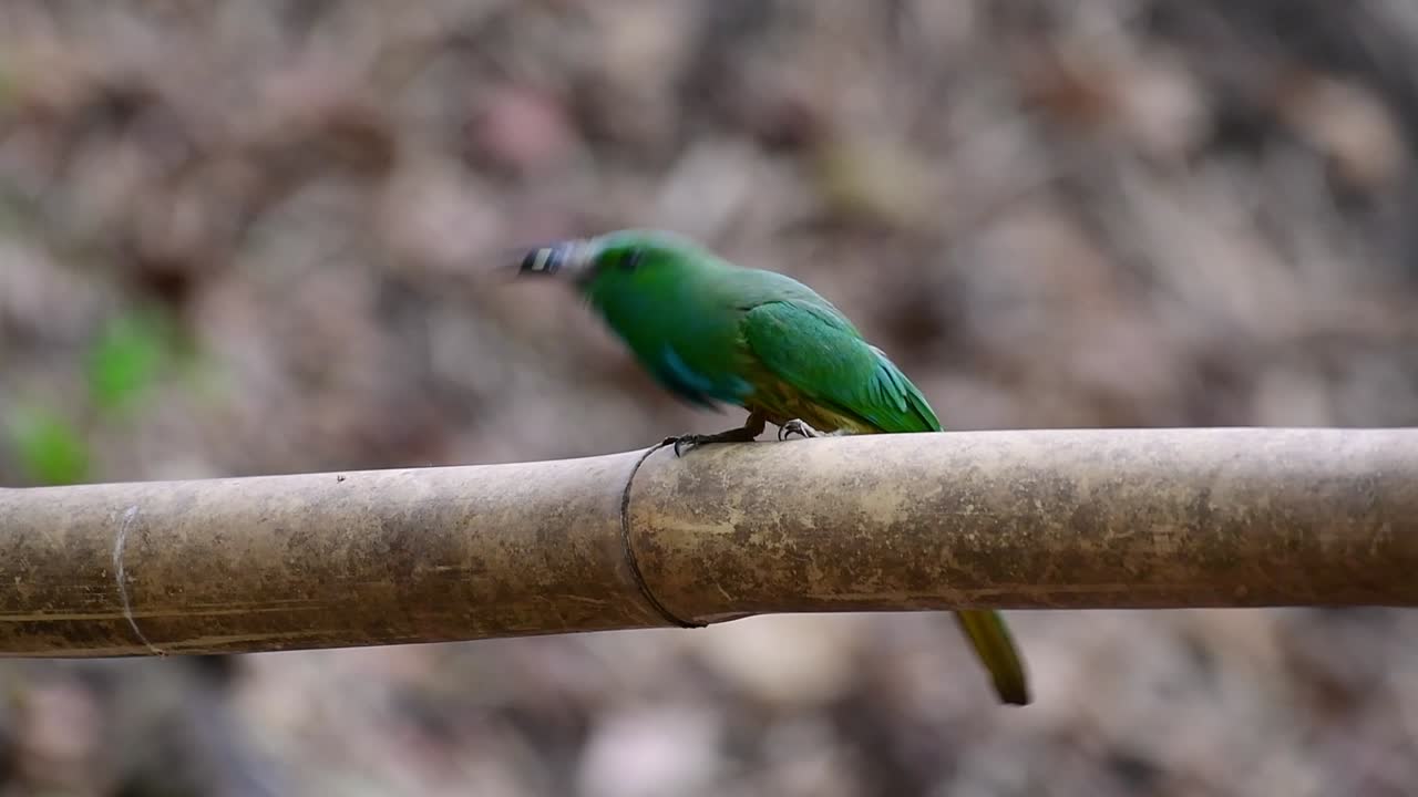 el abejaruco de barba azul se encuentra en la península de malaya, incluida tailandia, en claros de bosques particulares