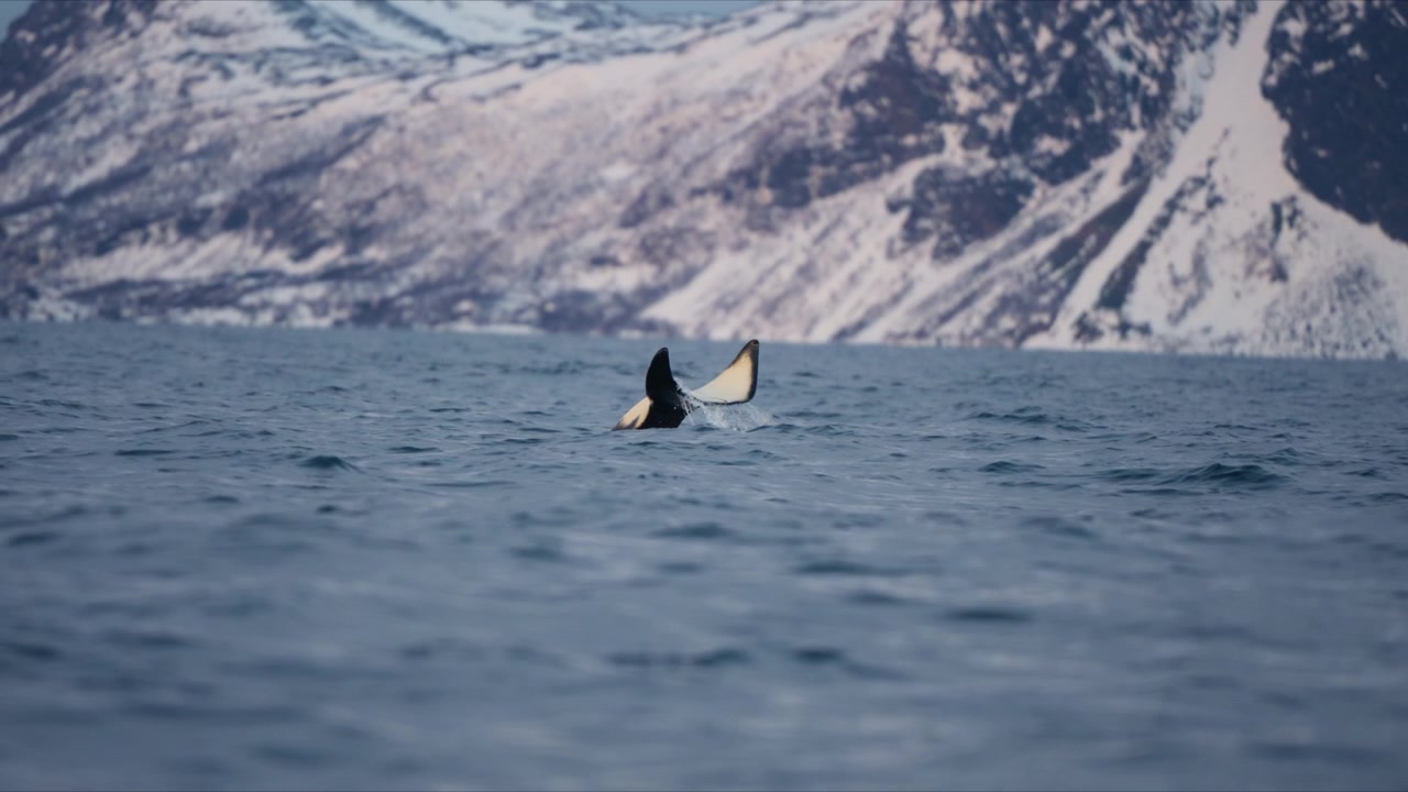 Orca tail fins glistening with golden dusk glow in Arctic fjord, editorial