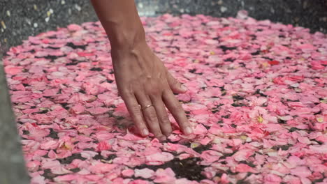 Woman's hand gently touching water filled with rose petals