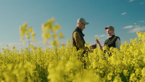 farmers inspecting rapeseed field