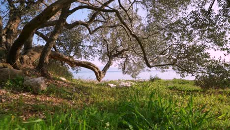 enchanted tree in forest overlooking coast, peaceful tranquil nature landscape