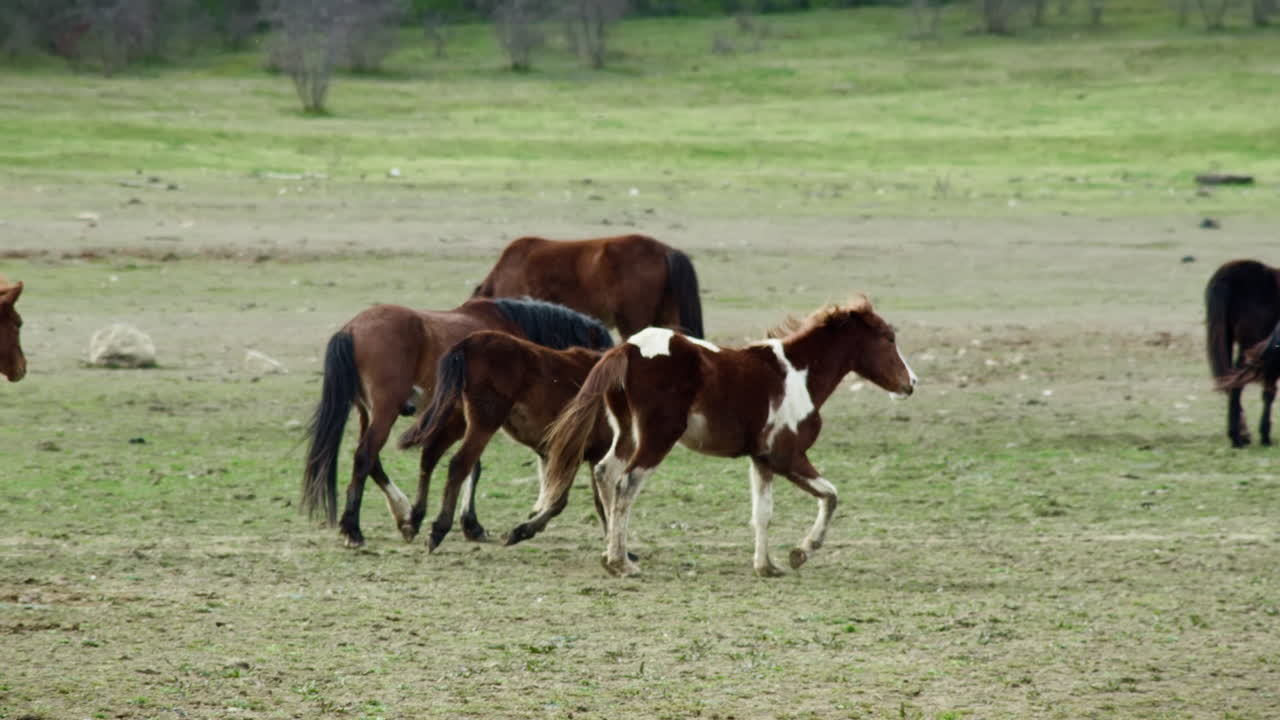 joven caballo salvaje galopando juguetón en un prado verde entre el rebaño