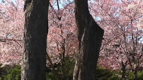 La-Cámara-Hojea-Lentamente-Los-Troncos-De-Dos-árboles-Grandes-Y-En-El-Fondo-Se-Pueden-Ver-Hermosas-Flores-De-Cerezo