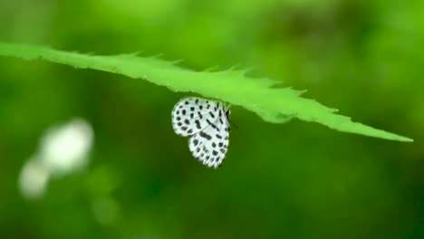 butterfly sitting perched on the plant green leaf black and white colourful butterfly insect close up nature black spotted butterfly south asian wildlife