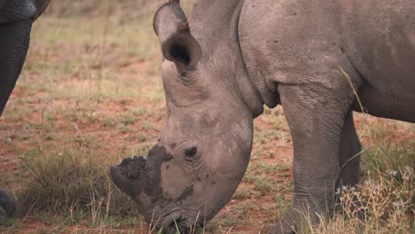 baby white rhinoceros calf grazing on grass next to another rhino