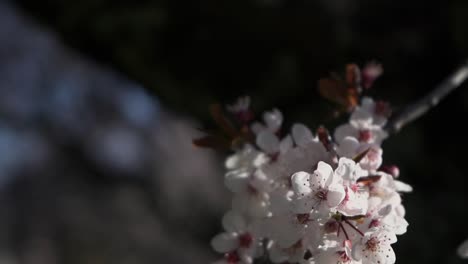 <unk>花在慢动作中摇摆在风中