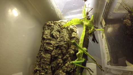 lapso de tiempo: un insecto palo de corteza muda en un terrario de plástico y arroja su piel colgando del techo