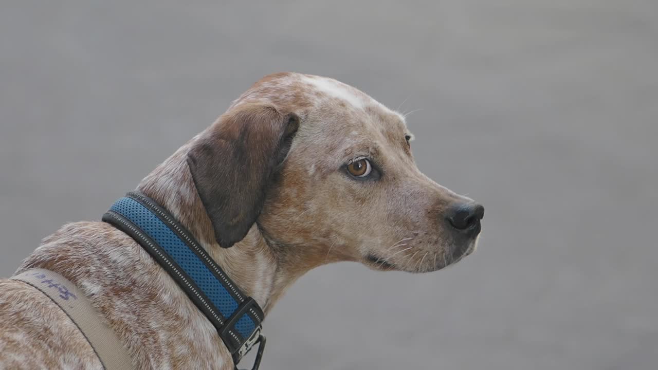 Dog with blue collar