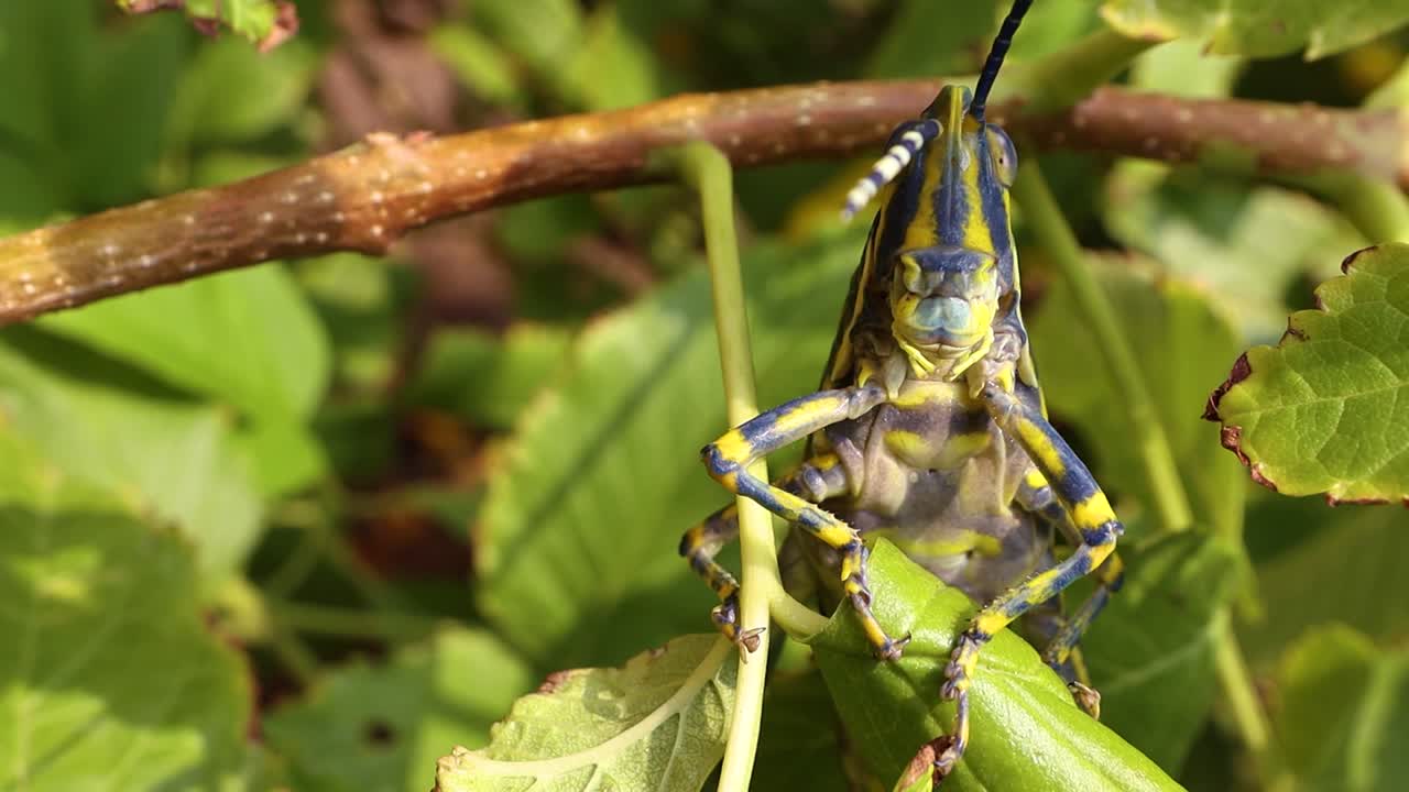 aularches miliaris는 aularches 속의 단일 유형의 도마 ⁇  종입니다. 이 곤충은 커피 도마 ⁇ , 유령 도마 ⁇ , 북부 반점 도마 ⁇ 을 포함한 다양한 이름으로 불립니다.