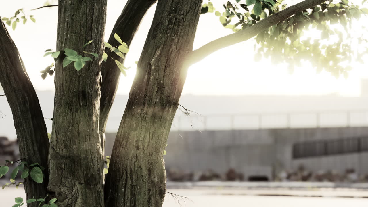 나무 의 가지 들 이 태양 을 향해 올라간다