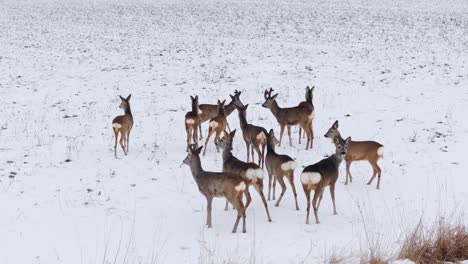 roe deer group frozen in alertness, their white tails contrasting with winter
