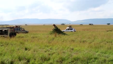 toma estática de un león macho parado en un montículo en un paisaje llano africano con múltiples vehículos de safari alrededor