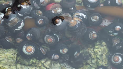 Hermit-crabs-crawling-and-eating-seaweed-in-Monterey-California-tide-pool,-dolly-close-up