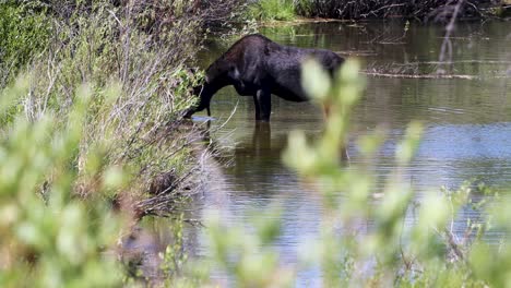 a big bull moose feasts in the glade