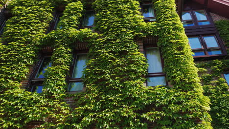 Las-Ventanas-Del-Edificio-De-Ladrillo-Estaban-Cubiertas-De-Hiedra-Verde-En-La-Ciudad.