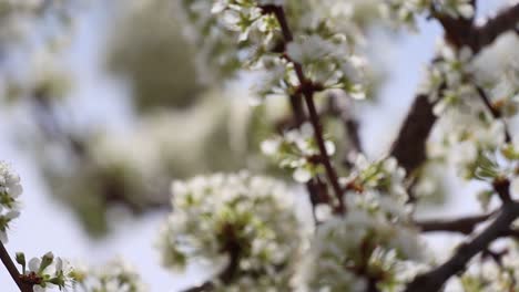 focus pull reveals clusters of white blossoms being serviced by bees