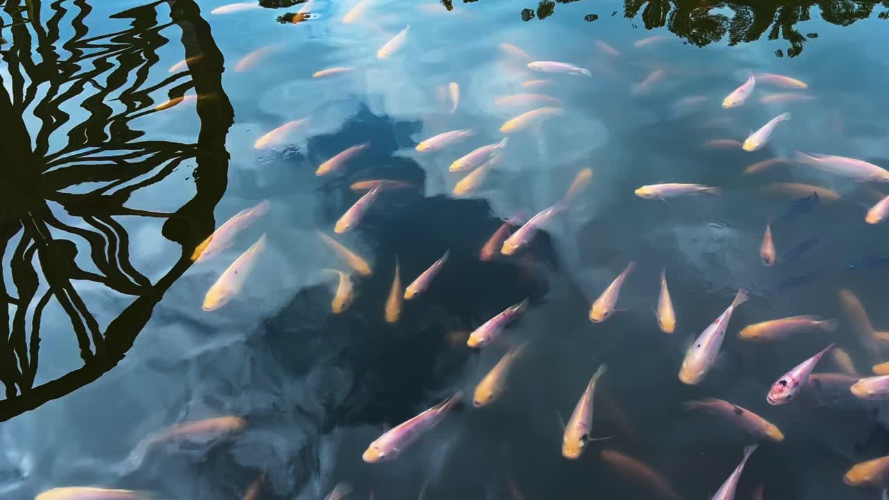 Koi Fishes On The Lake Gardens Of Kek Lok Tong Temple In Ipoh, Malaysia. High Angle Shot