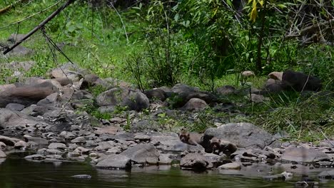 Die-Langschwanzmakaken-Sind-Die-Am-Einfachsten-Zu-Findenden-Affen-In-Thailand,-Da-Sie-In-Tempelanlagen,-Nationalparks-Und-Sogar-In-Dörfern-Und-Städten-Vorkommen