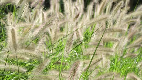 ripening seeds of fountaingrass gently blowing in the wind