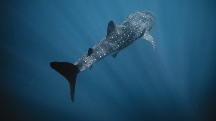 Dark tail fin of whale shark speckled white grey skin in deep blue water, slow motion
