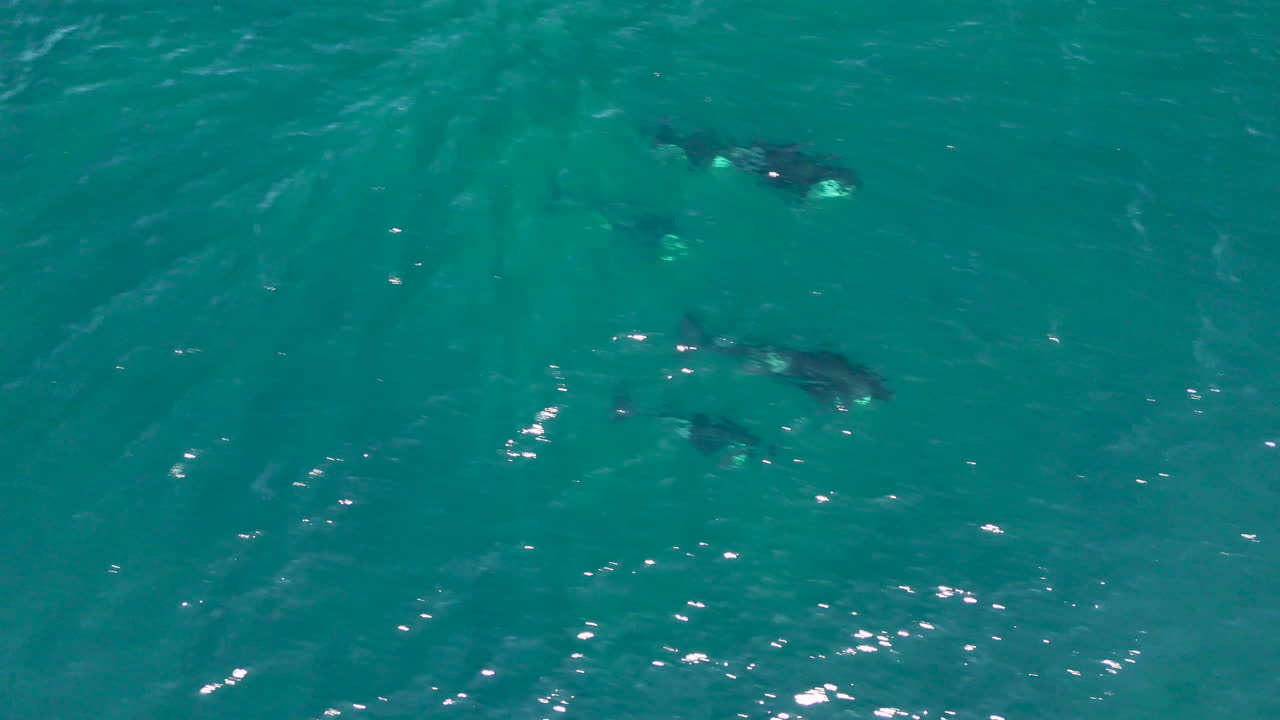 Stunning drone footage of killer whales swimming gracefully off the coast of Baja California. Aerial footage following orcas.