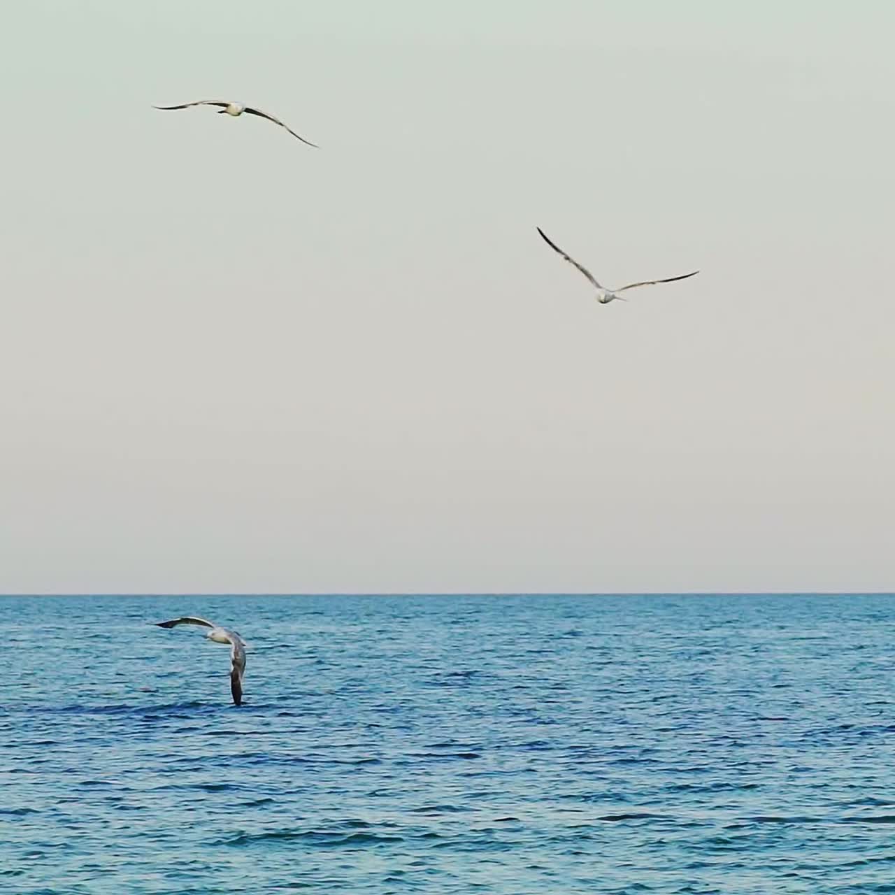 Flocks of seagulls float in sea