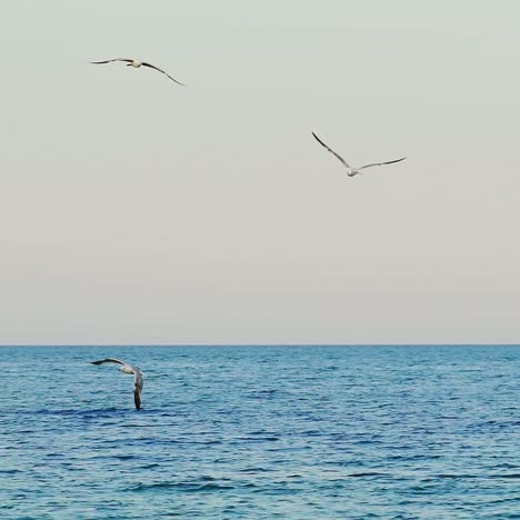 flocks of seagulls float in sea