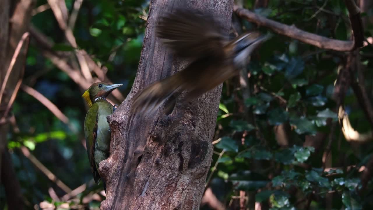 visto en el lado izquierdo del árbol ocupado alimentándose de larvas mientras otro pájaro vuela de izquierda a derecha, el gran crisoflegma flavinucha, tailandia