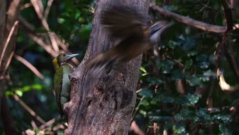 seen on the left side of the tree busy feeding on grubs as another bird flies from left to right, greater yellownape chrysophlegma flavinucha, thailand