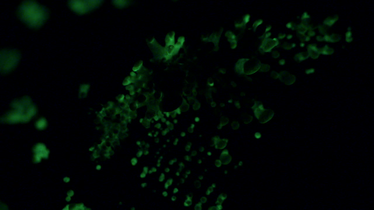 The bioluminescent fungus, Panellus Stipticus in its primordial phase, glow in the dark of night