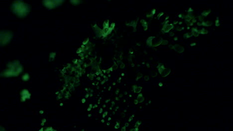 The-bioluminescent-fungus,-Panellus-Stipticus-in-its-primordial-phase,-glow-in-the-dark-of-night