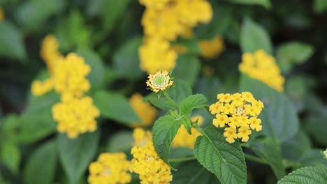 flor amarilla sobre fondo de hojas verdes, flor silvestre en pradera húmeda de verano
