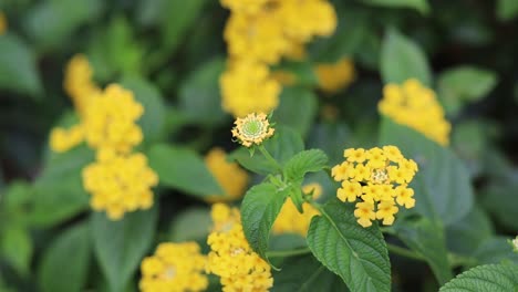 yellow flower on green leaves background, wild flower on summer wet meadow