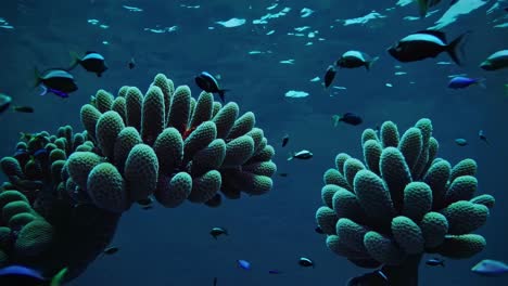 underwater coral garden with fish