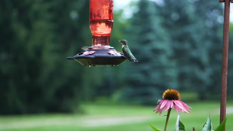 Dos-Colibríes-Vuelan-Colgando-El-Alimentador-Automático-En-El-Jardín