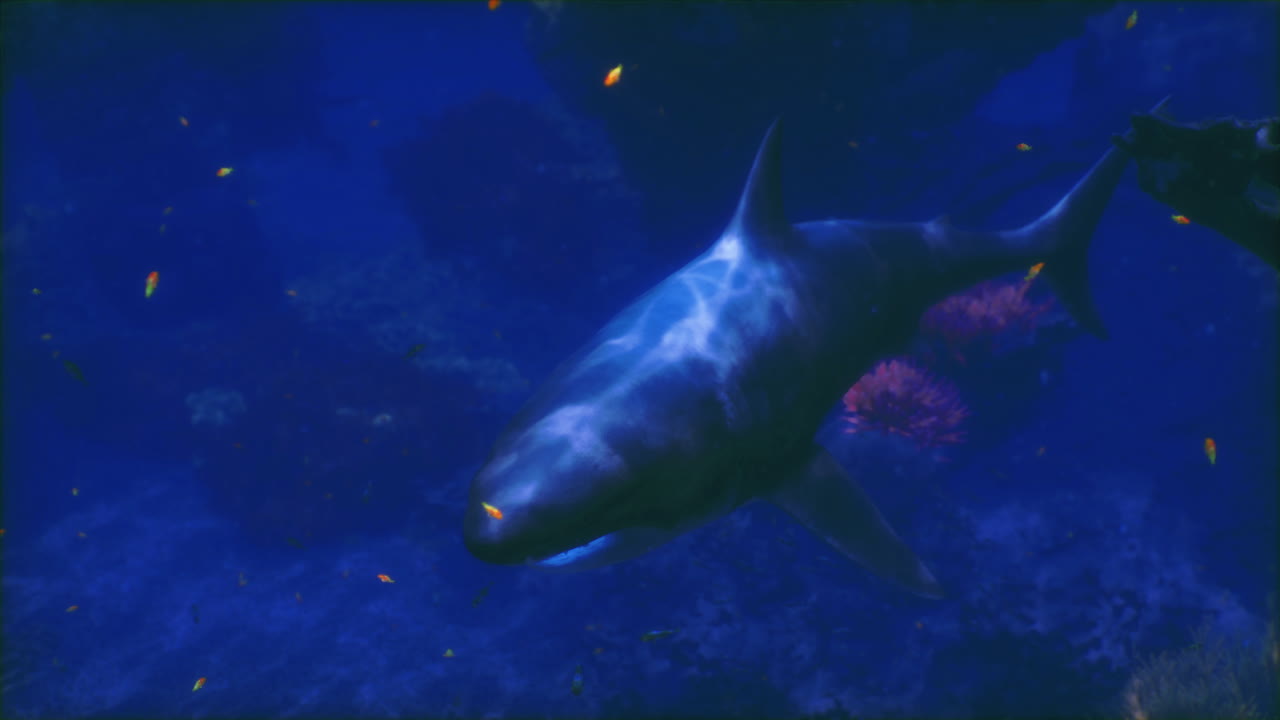 Shark swimming gracefully through vibrant coral reef waters